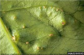           Symptoms on leaf.   