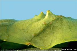           Symptoms on leaf.   