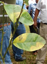            Leaf symptoms.   