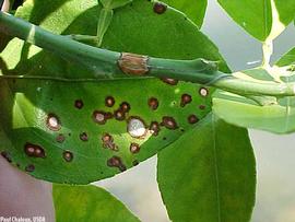            Symptoms on leaf.   