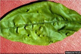            Symptoms on leaf.   