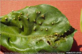            Symptoms on leaf.   