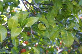            Yellow vein symptoms associated with girdling of a young tree by    Phytophthora  foot rot.   