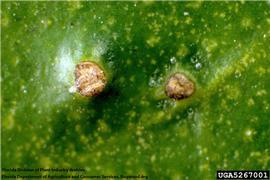            Close-up of scabby areas at the tip of conical formations on   leaf.   