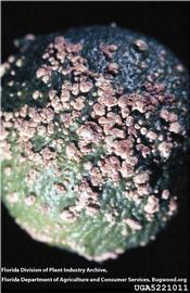            Symptoms on fruit.   