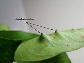            Symptoms on leaf.   