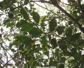            Leaf symptoms.   