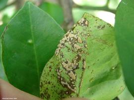            Advanced stage of citrus scab on sour orange.   