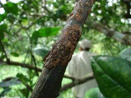            Lesions on stem.   