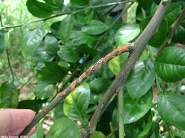            Lesions on stem.   