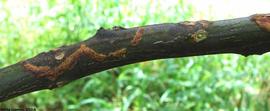            Lesions on stem.   