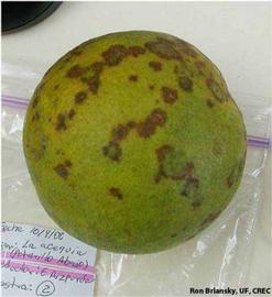            Symptoms on fruit.   