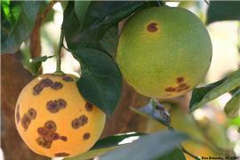            Symptoms on fruit.   