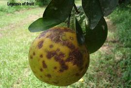            Symptoms on fruit.   