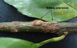           Symptoms on stem.   