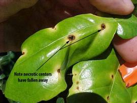            Leaf lesions.   