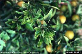            Leaf symptoms.   