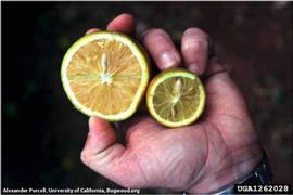            Regular size fruit on left, CVC affected fruit on right.   