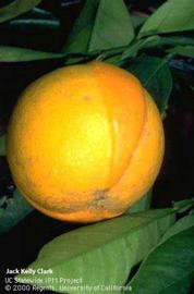            Chimera on orange rind (fruit).    