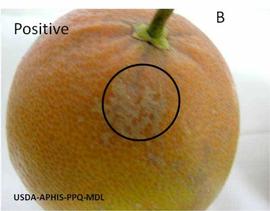            Lesions on fruit of  Citrus paradisi .   