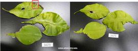            Lesions on  Citrus paradisi  leaf, top side of leaves on left, bottom   side of leaves on right.   