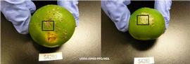           Lesions on fruit of  Citrus reticulata .   