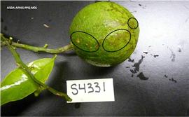            Lesions on fruit.   