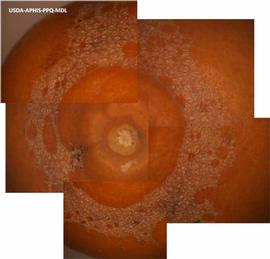           Lesions on tangelo.   