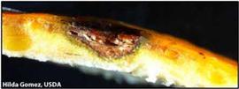            Longitudinal section of a hard spot lesion on fruit.   
