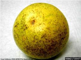            Melanose symptoms on fruit.   