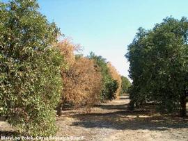            Tree symptom - quick decline.   