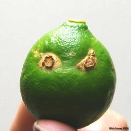            Fruit lesions.   