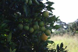            Fruit symptoms.   